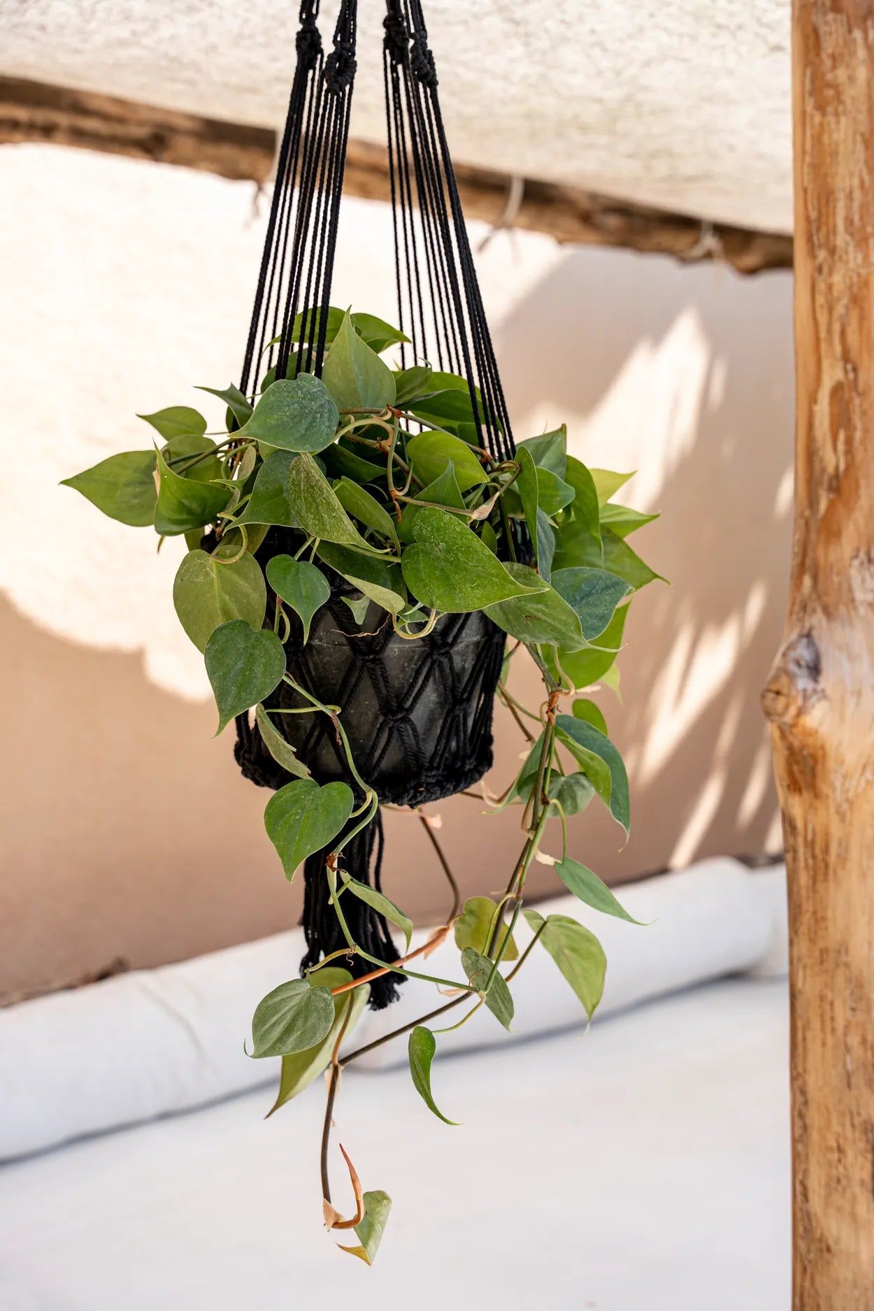 Bazarbizar-The Macrame Plant Holder - Black - L