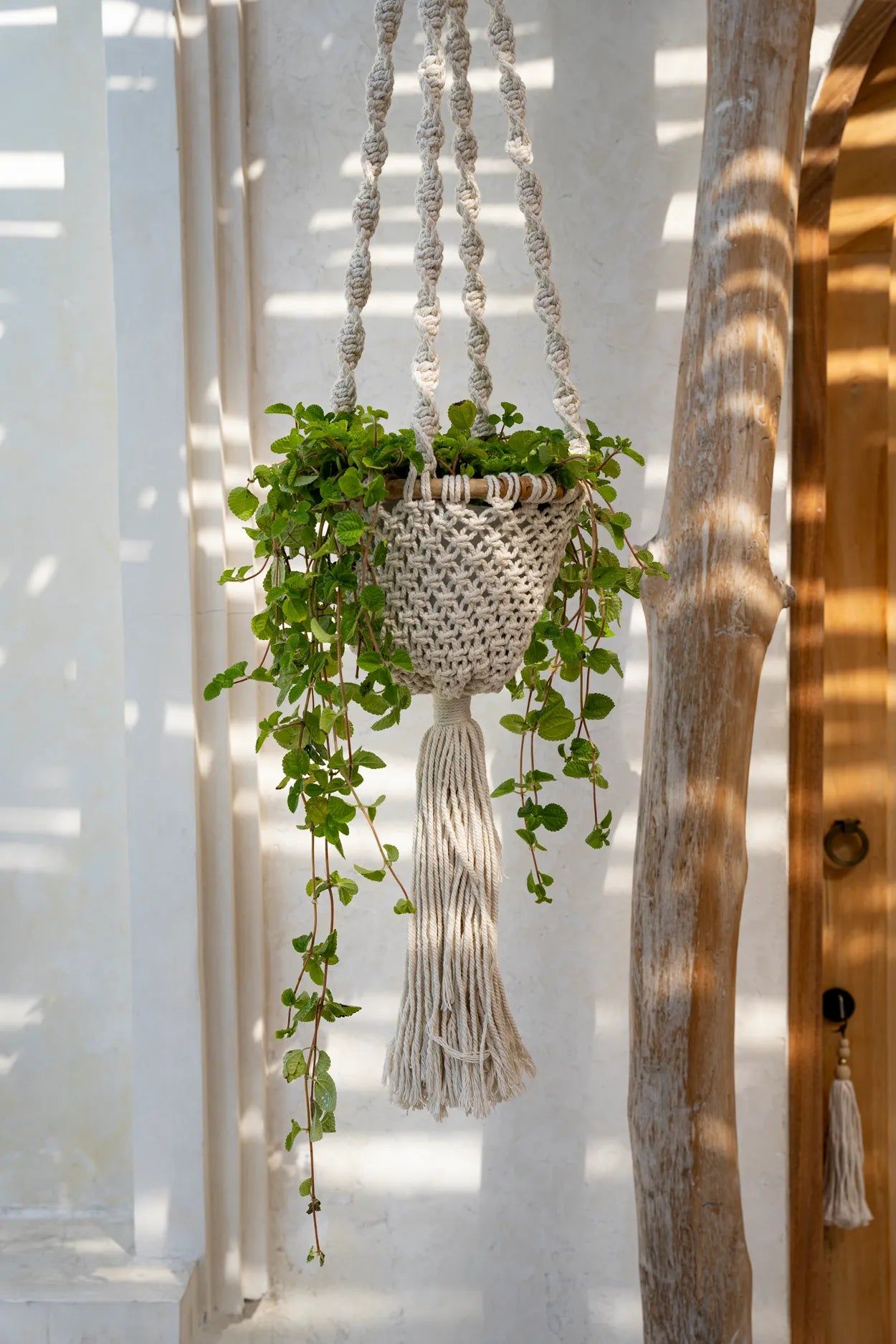 Bazarbizar- The Twisted Macramé Plant Holder - Natural White - L